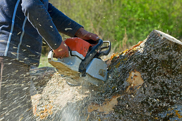 Best Dead Tree Removal  in Bath, PA